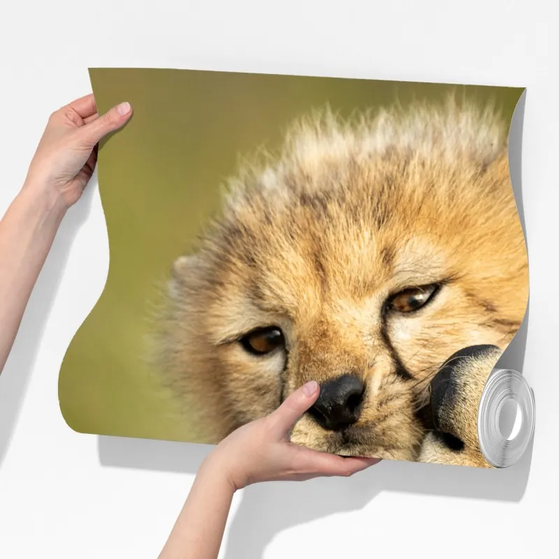 Fototapeta matka geparda przytulająca młodego – Wallissimo® Fototapeta matka geparda przytulająca młodego – Wallissimo®