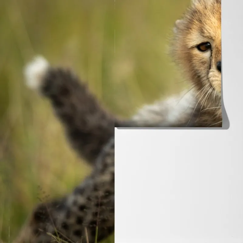 Fototapeta matka geparda przytulająca młodego – Wallissimo® Fototapeta matka geparda przytulająca młodego – Wallissimo®