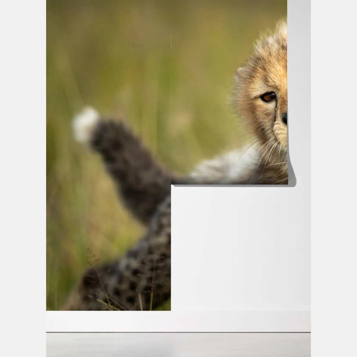 Fototapeta matka geparda przytulająca młodego – Wallissimo® Fototapeta matka geparda przytulająca młodego – Wallissimo®