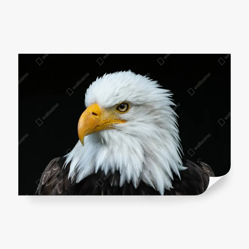 Fototapeta wzór botaniczny liści monstery – Wallissimo®