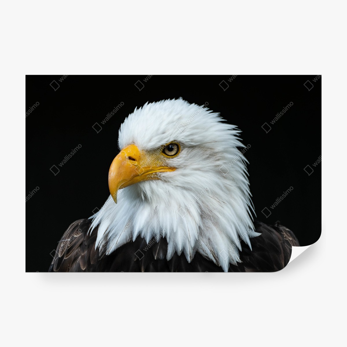 Fototapeta majestatyczny portret bielika – Wallissimo® Fototapeta majestatyczny portret bielika – Wallissimo®