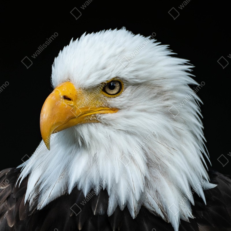 Fototapeta majestatyczny portret bielika – Wallissimo® Fototapeta majestatyczny portret bielika – Wallissimo®