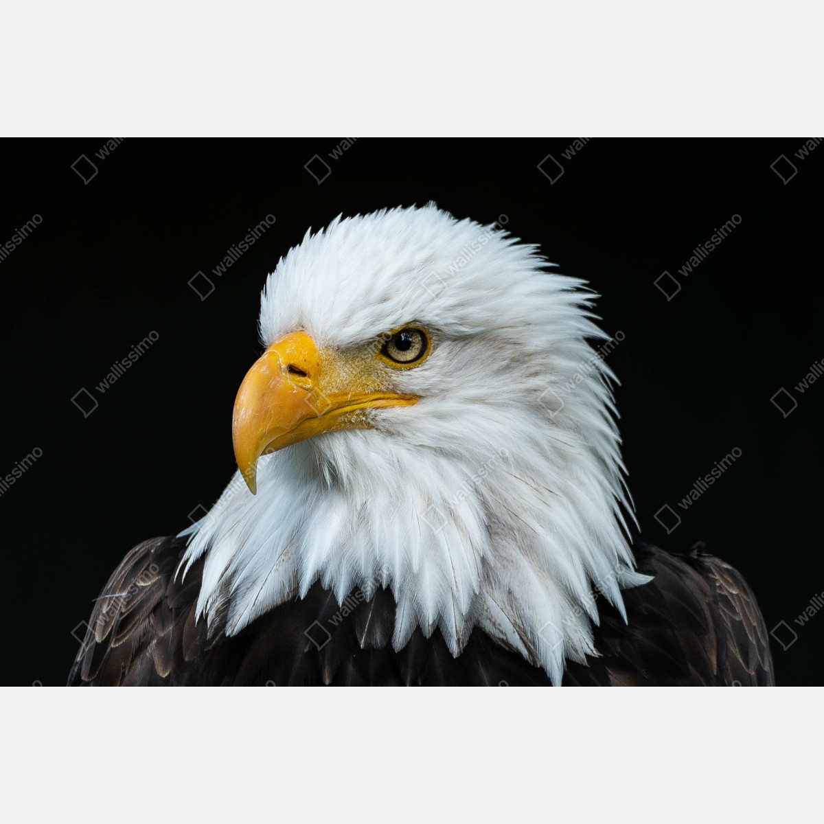 Fototapeta majestatyczny portret bielika – Wallissimo® Fototapeta majestatyczny portret bielika – Wallissimo®