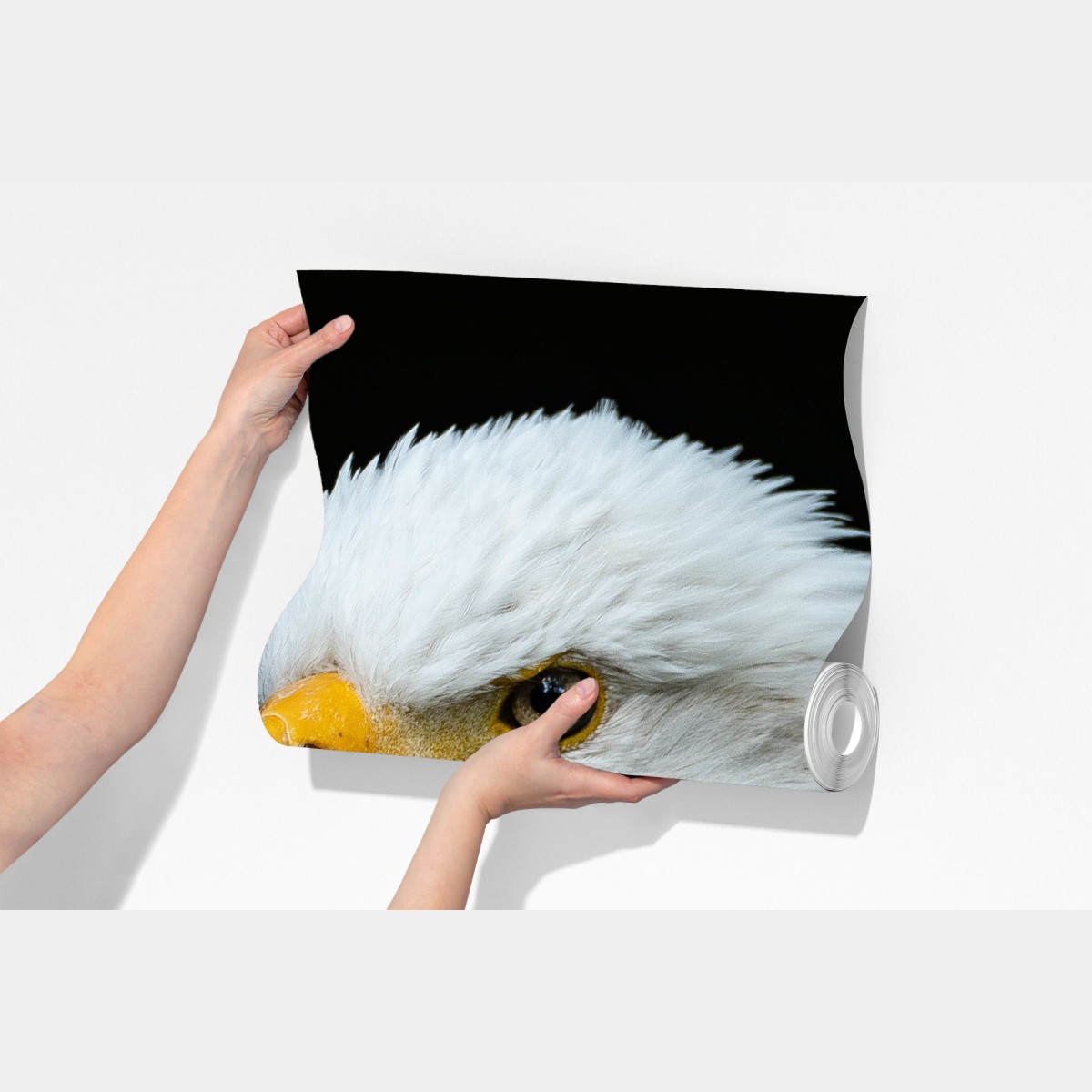 Fototapeta majestatyczny portret bielika – Wallissimo® Fototapeta majestatyczny portret bielika – Wallissimo®