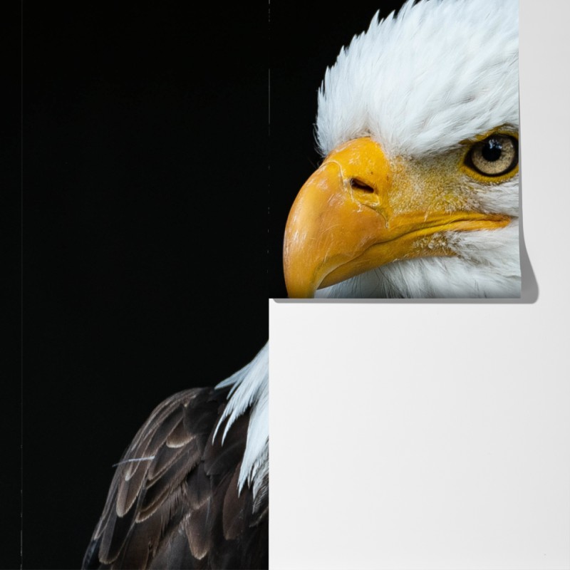 Fototapeta majestatyczny portret bielika – Wallissimo® Fototapeta majestatyczny portret bielika – Wallissimo®