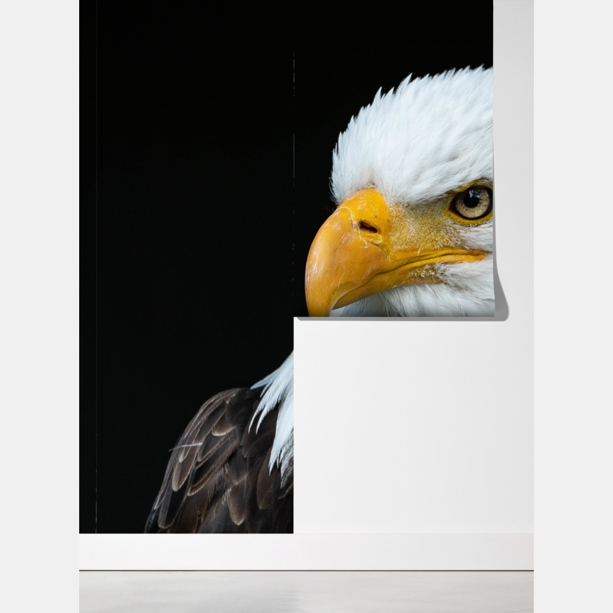 Fototapeta majestatyczny portret bielika – Wallissimo® Fototapeta majestatyczny portret bielika – Wallissimo®