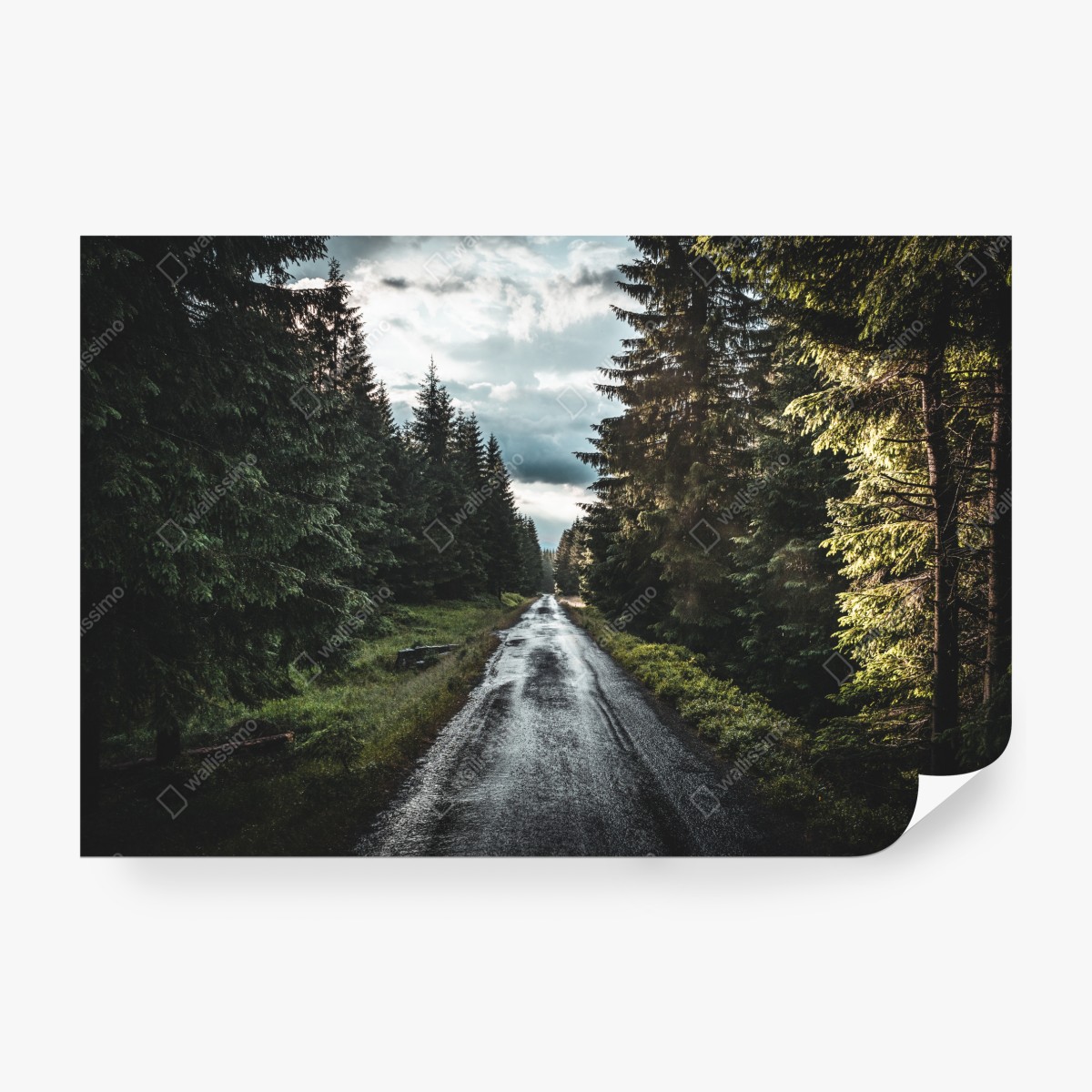 Fototapeta leśna droga wśród sosen – Wallissimo® Fototapeta leśna droga wśród sosen – Wallissimo®