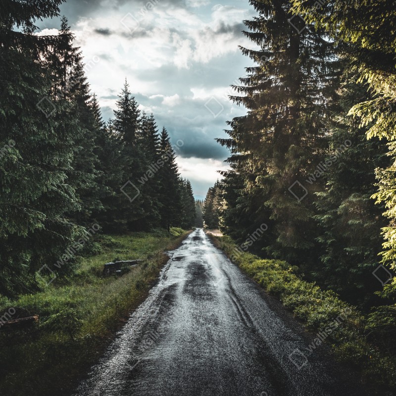 Fototapeta leśna droga wśród sosen – Wallissimo® Fototapeta leśna droga wśród sosen – Wallissimo®