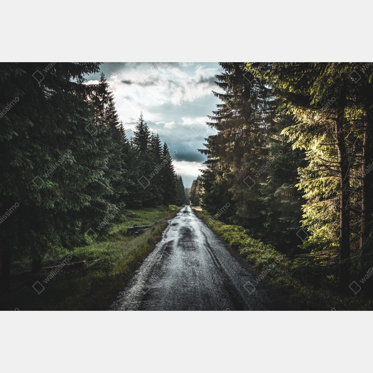 Fototapeta leśna droga wśród sosen – Wallissimo® Fototapeta leśna droga wśród sosen – Wallissimo®