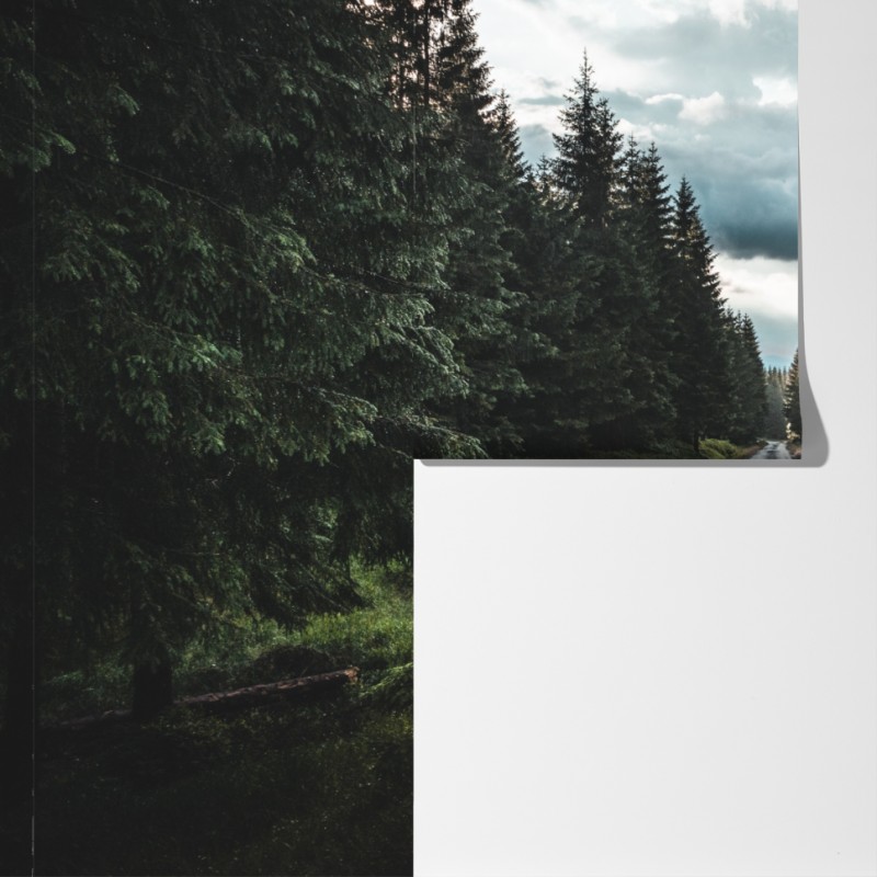 Fototapeta leśna droga wśród sosen – Wallissimo® Fototapeta leśna droga wśród sosen – Wallissimo®