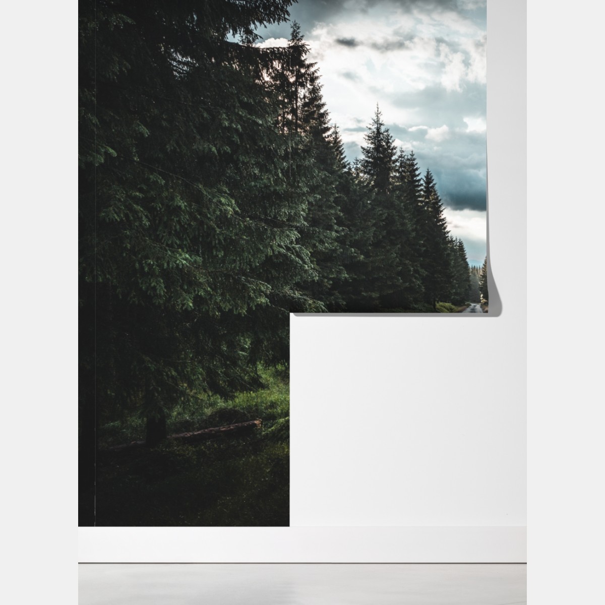 Fototapeta leśna droga wśród sosen – Wallissimo® Fototapeta leśna droga wśród sosen – Wallissimo®