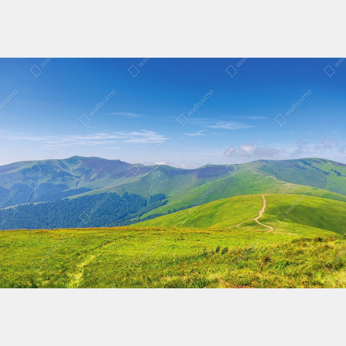 Fototapeta słoneczna łąka Borżawa, Zakarpacie, Ukraina – Wallissimo® Fototapeta słoneczna łąka Borżawa, Zakarpacie, Ukraina – Wallissimo®