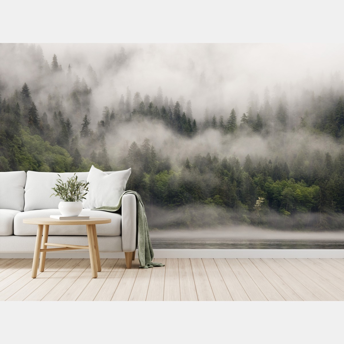 Wall mural misty coastal forest, British Columbia