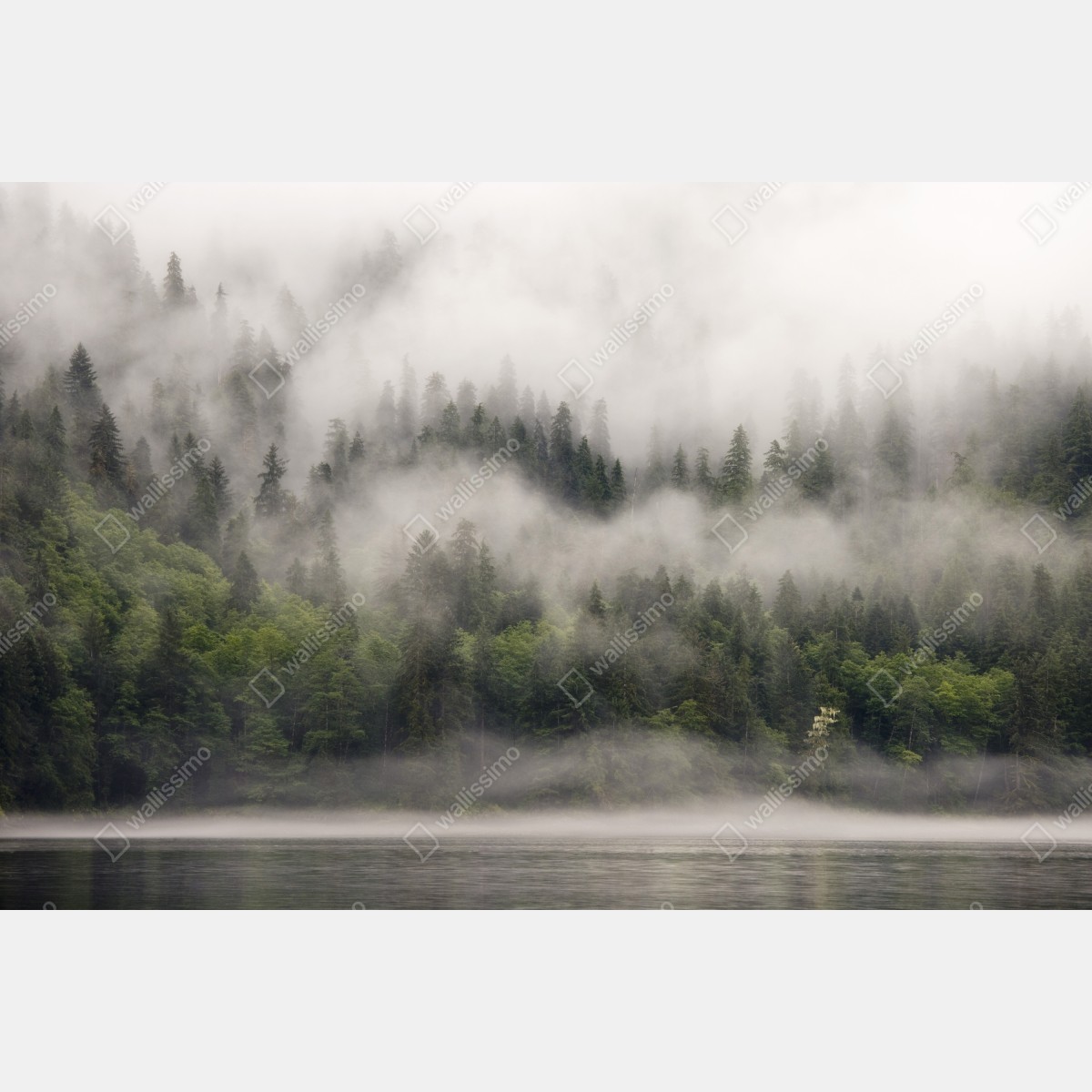 Fototapeta mglisty las nad wybrzeżem, Kolumbia Brytyjska – Wallissimo® Fototapeta mglisty las nad wybrzeżem, Kolumbia Brytyjska – Wallissimo®