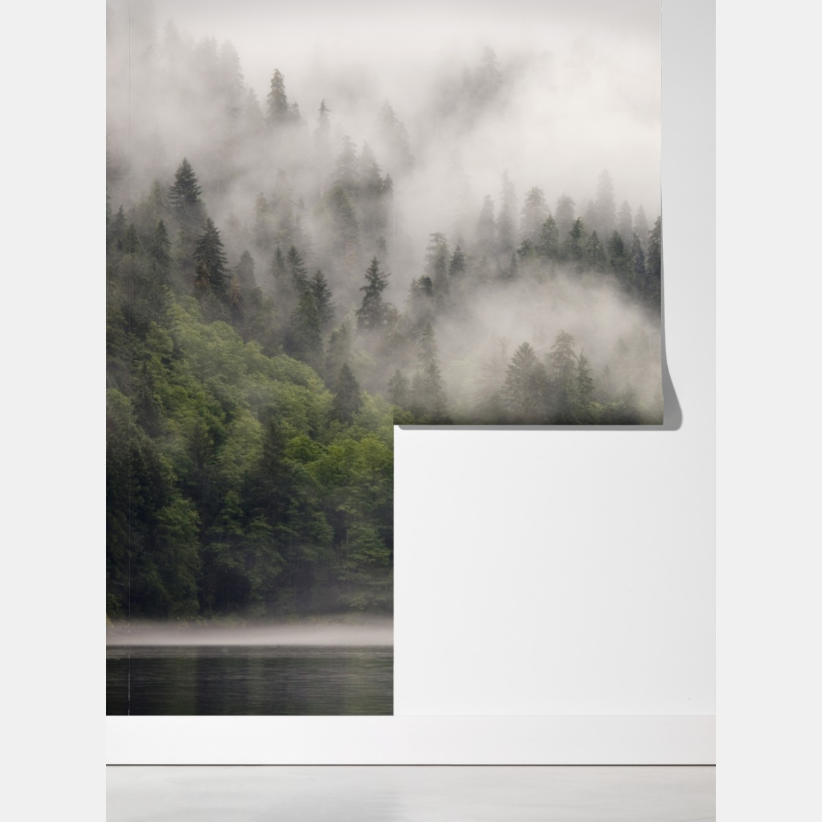 Fototapeta mglisty las nad wybrzeżem, Kolumbia Brytyjska – Wallissimo® Fototapeta mglisty las nad wybrzeżem, Kolumbia Brytyjska – Wallissimo®