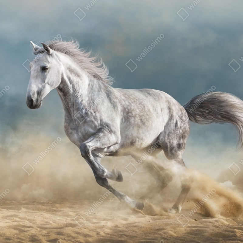 Fototapeta majestatyczny siwy koń galopujący po piasku – Wallissimo® Fototapeta majestatyczny siwy koń galopujący po piasku – Wallissimo®
