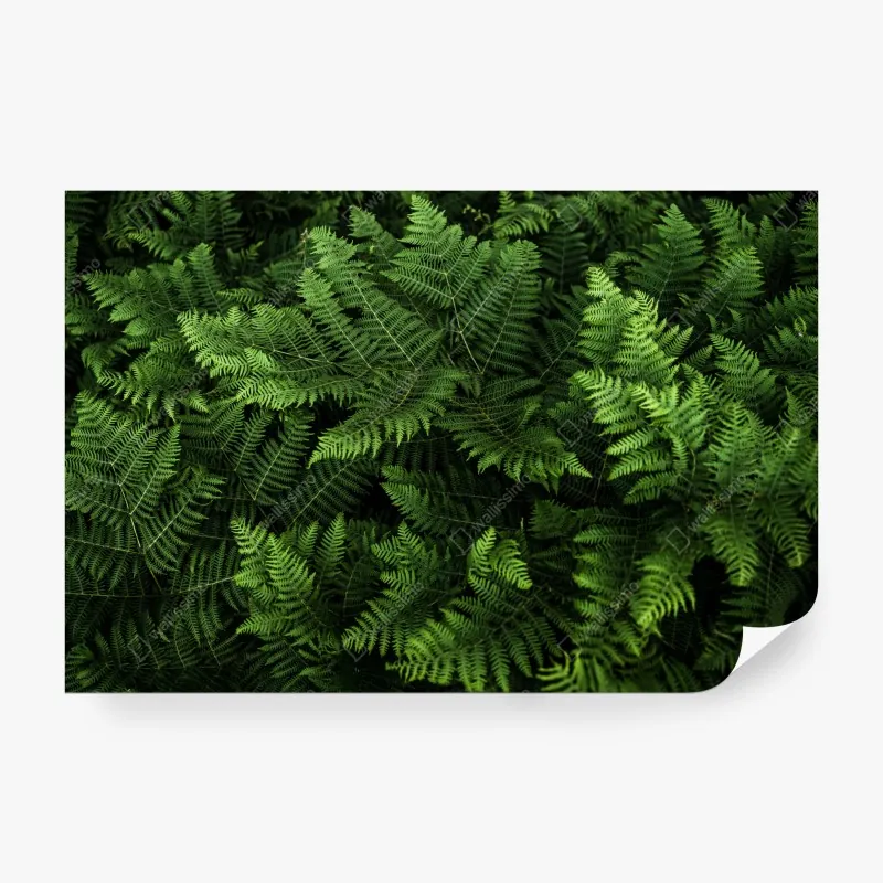 Fototapeta bujna zielona paproć