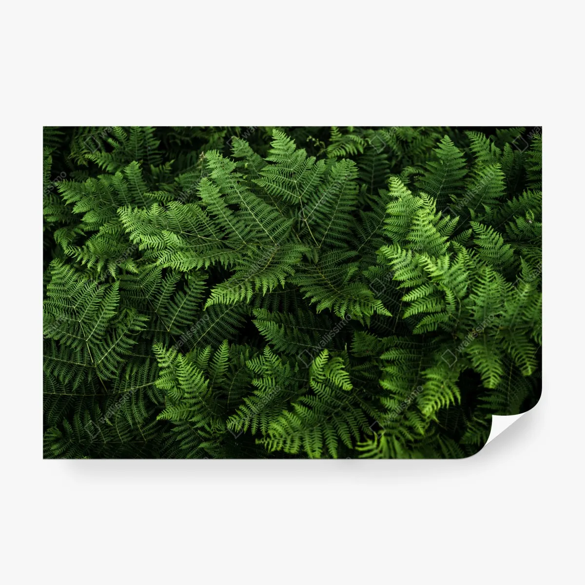 Fototapeta bujna zielona paproć – Wallissimo® Fototapeta bujna zielona paproć – Wallissimo®