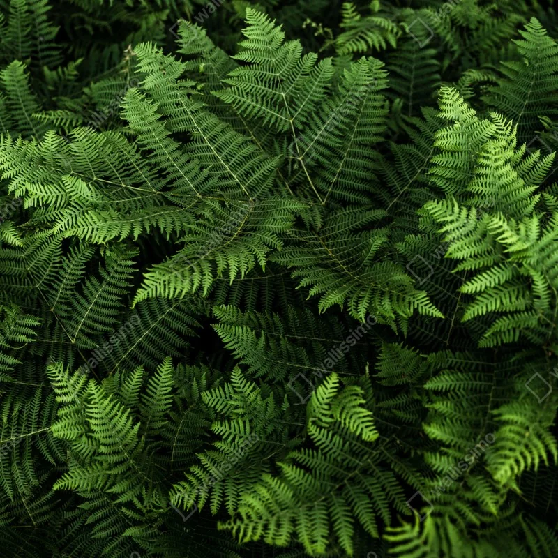 Fototapeta bujna zielona paproć – Wallissimo® Fototapeta bujna zielona paproć – Wallissimo®