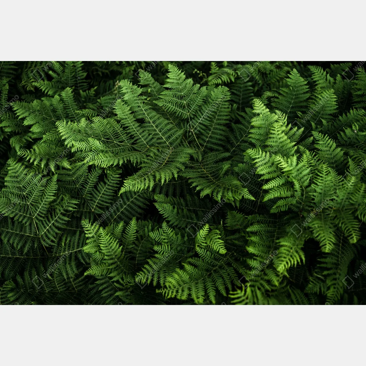 Fototapeta bujna zielona paproć – Wallissimo® Fototapeta bujna zielona paproć – Wallissimo®