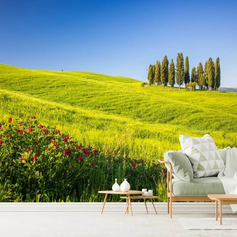 Fototapeta słoneczne zielone wzgórza z cyprysami – Wallissimo® Fototapeta słoneczne zielone wzgórza z cyprysami – Wallissimo®