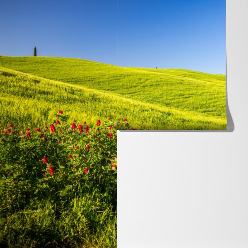 Fototapeta słoneczne zielone wzgórza z cyprysami – Wallissimo® Fototapeta słoneczne zielone wzgórza z cyprysami – Wallissimo®