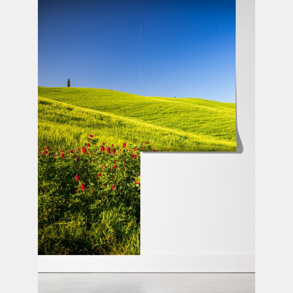 Fototapeta słoneczne zielone wzgórza z cyprysami – Wallissimo® Fototapeta słoneczne zielone wzgórza z cyprysami – Wallissimo®