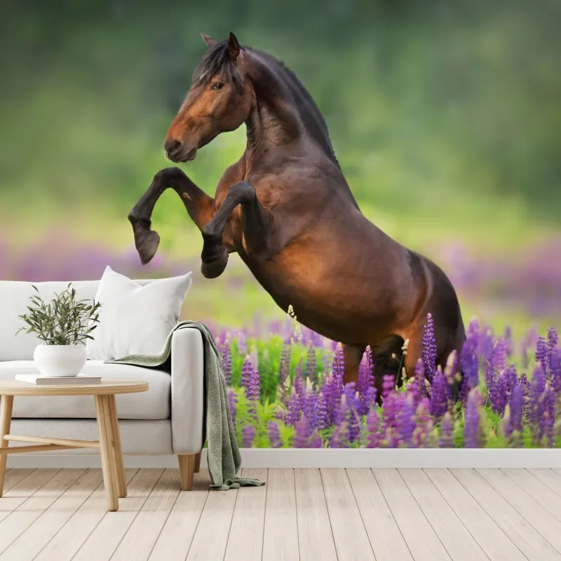 Fototapeta ogier staje dęba w łubinowej łące