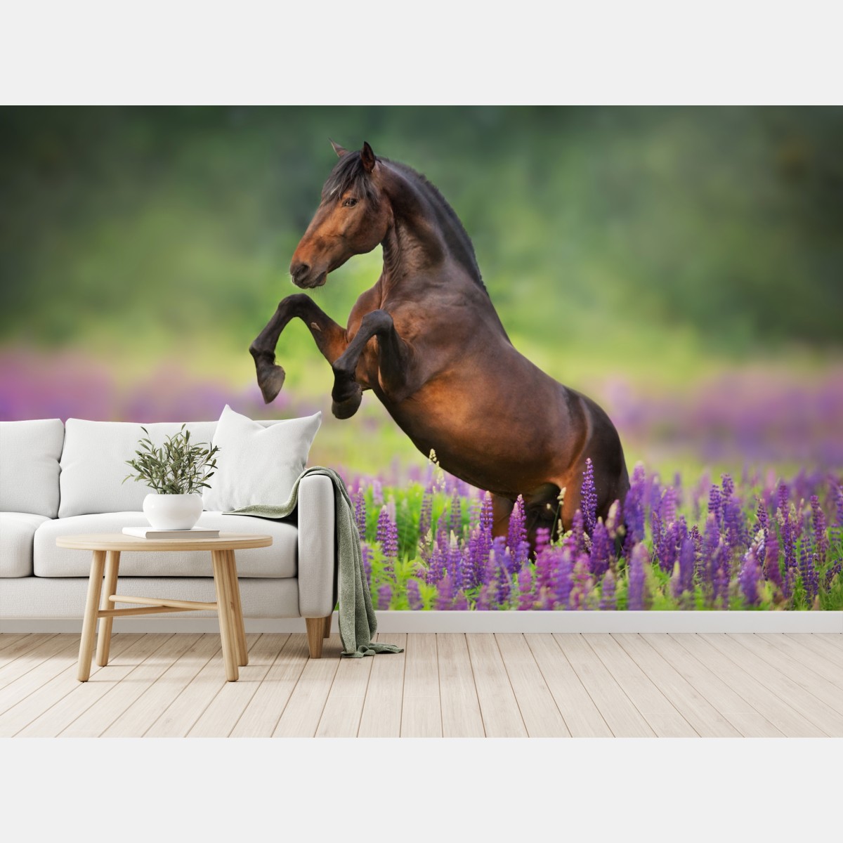 Wall mural bay stallion rearing in lupin meadow