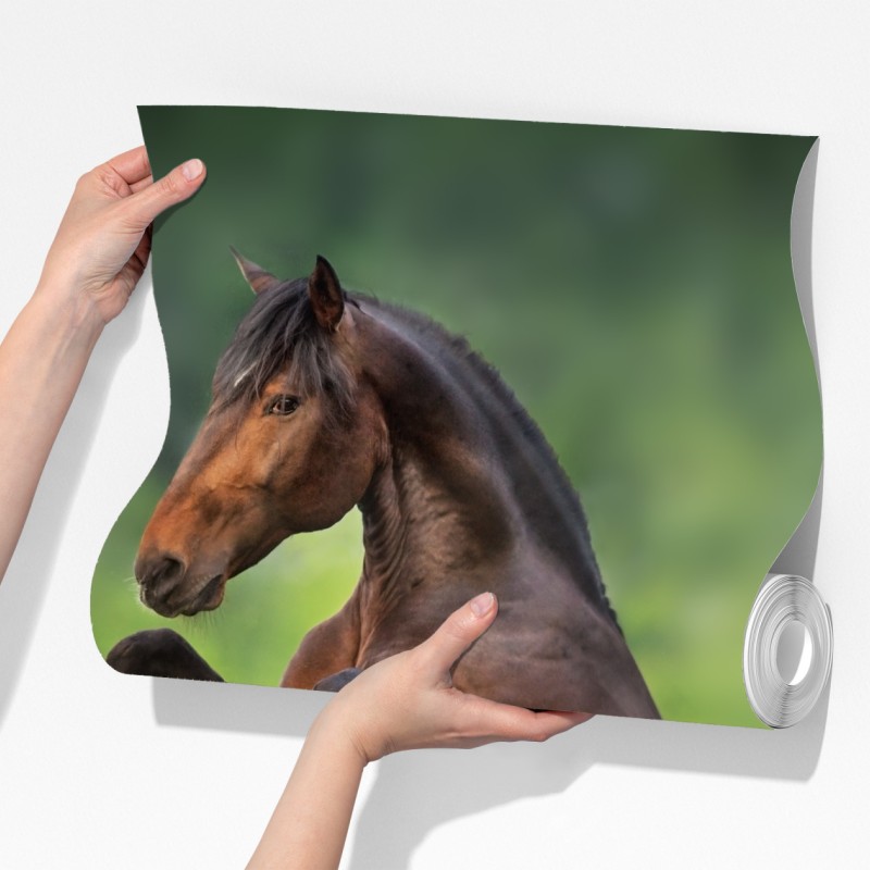 Fototapeta ogier staje dęba w łubinowej łące – Wallissimo® Fototapeta ogier staje dęba w łubinowej łące – Wallissimo®