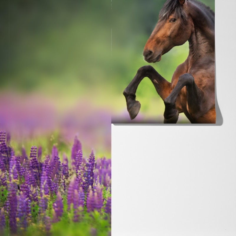 Fototapeta ogier staje dęba w łubinowej łące – Wallissimo® Fototapeta ogier staje dęba w łubinowej łące – Wallissimo®