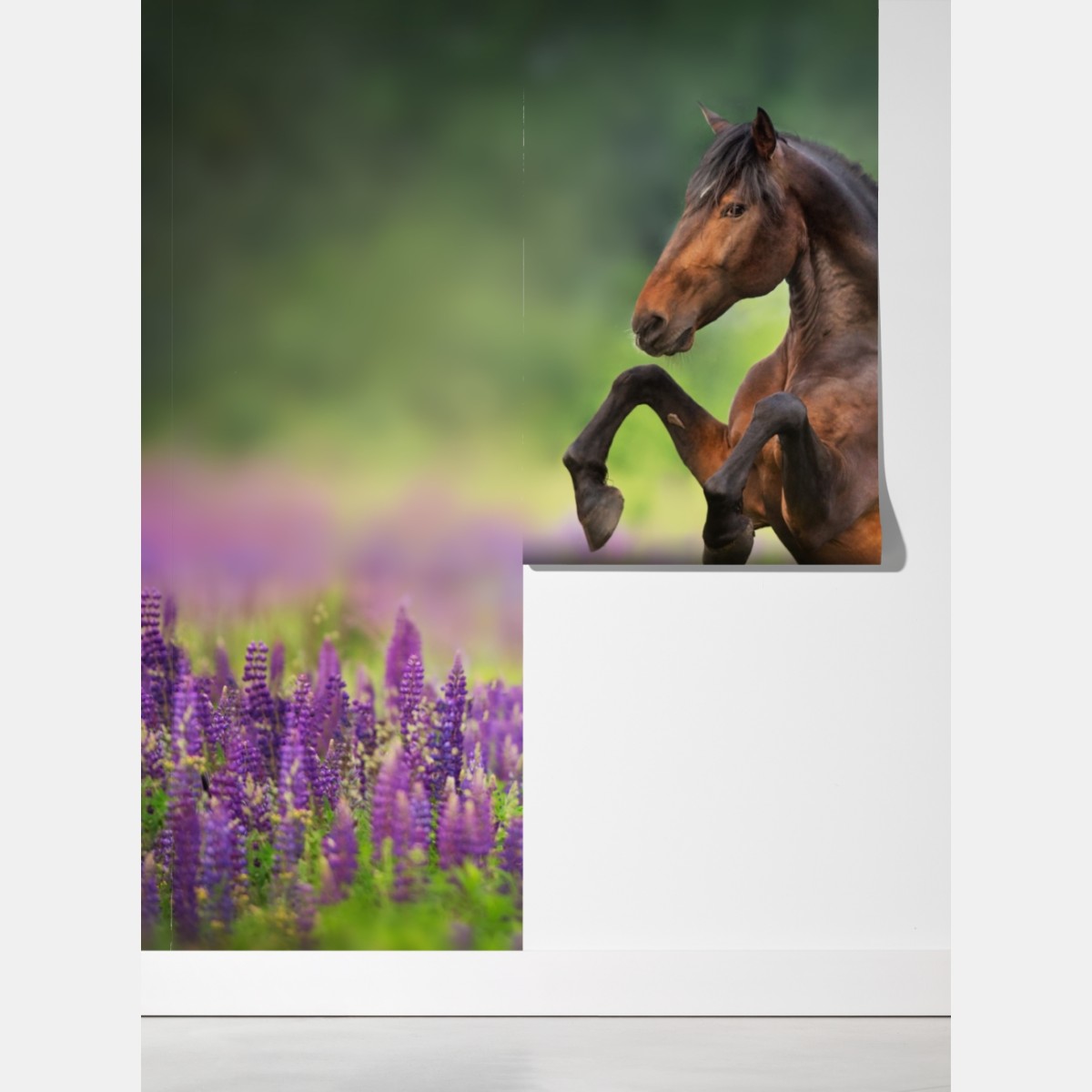 Fototapeta ogier staje dęba w łubinowej łące – Wallissimo® Fototapeta ogier staje dęba w łubinowej łące – Wallissimo®