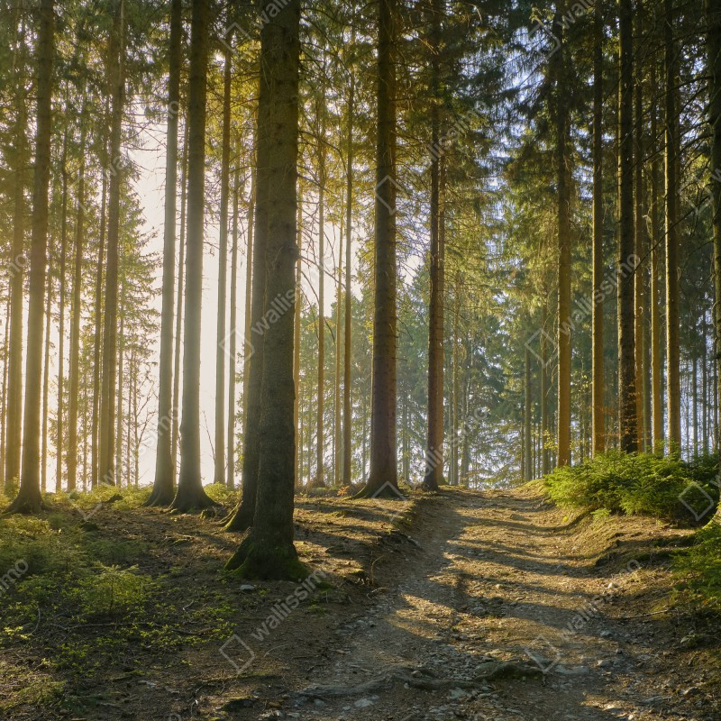 Fototapeta słoneczna leśna ścieżka o świcie – Wallissimo® Fototapeta słoneczna leśna ścieżka o świcie – Wallissimo®