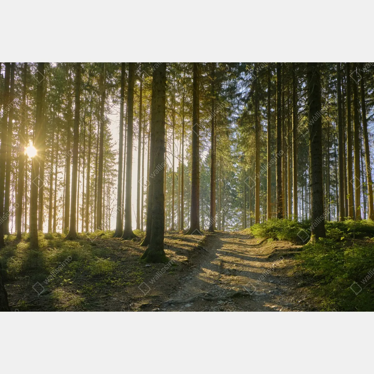 Fototapeta słoneczna leśna ścieżka o świcie – Wallissimo® Fototapeta słoneczna leśna ścieżka o świcie – Wallissimo®