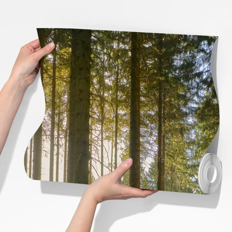 Fototapeta słoneczna leśna ścieżka o świcie – Wallissimo® Fototapeta słoneczna leśna ścieżka o świcie – Wallissimo®