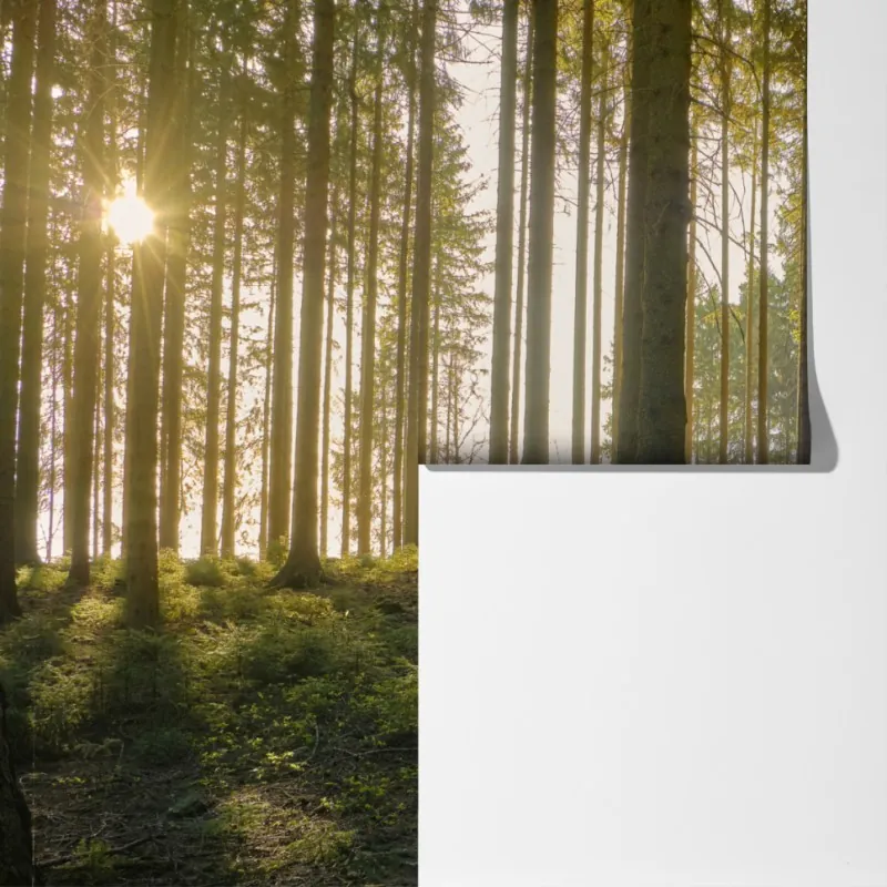 Fototapeta słoneczna leśna ścieżka o świcie – Wallissimo® Fototapeta słoneczna leśna ścieżka o świcie – Wallissimo®