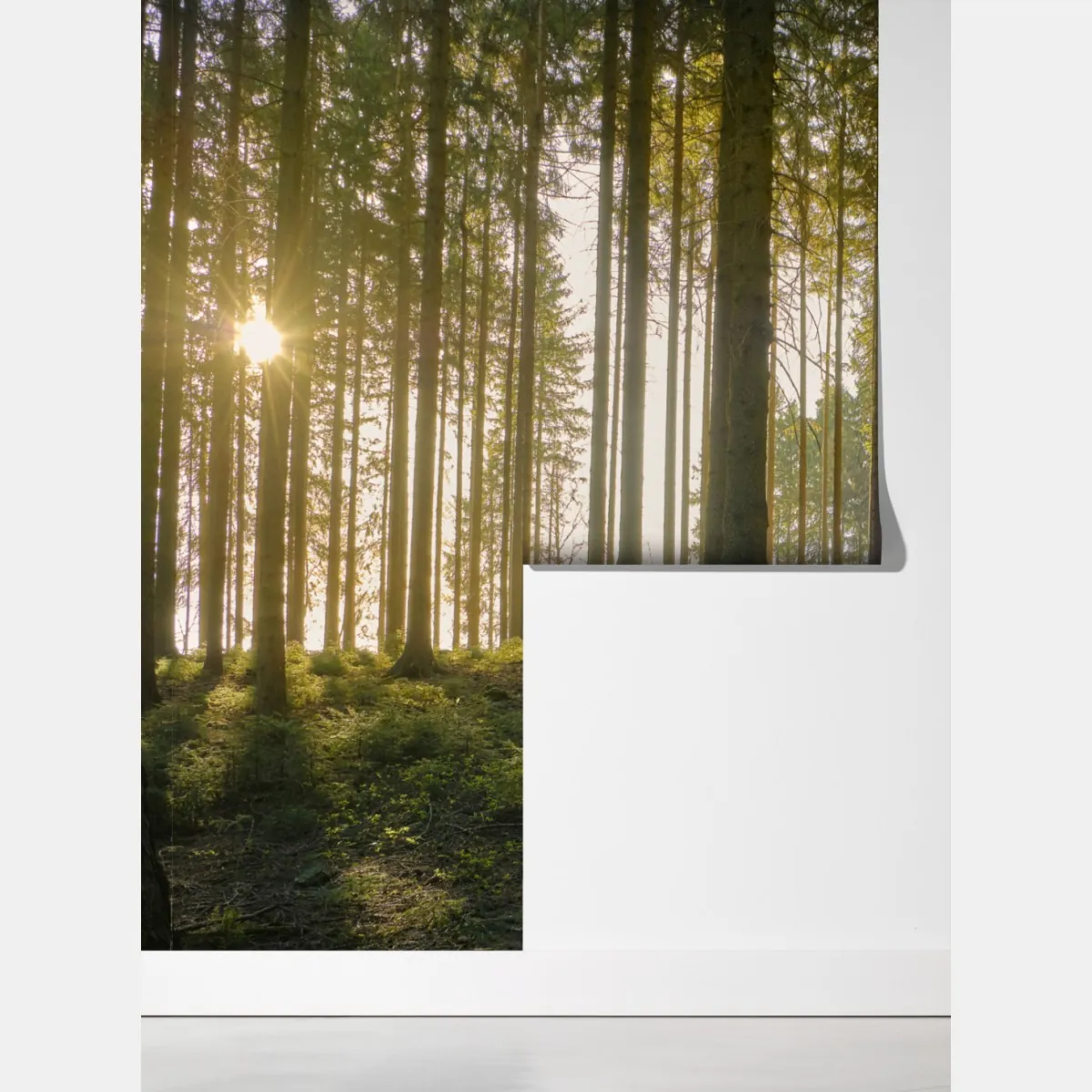 Fototapeta słoneczna leśna ścieżka o świcie – Wallissimo® Fototapeta słoneczna leśna ścieżka o świcie – Wallissimo®