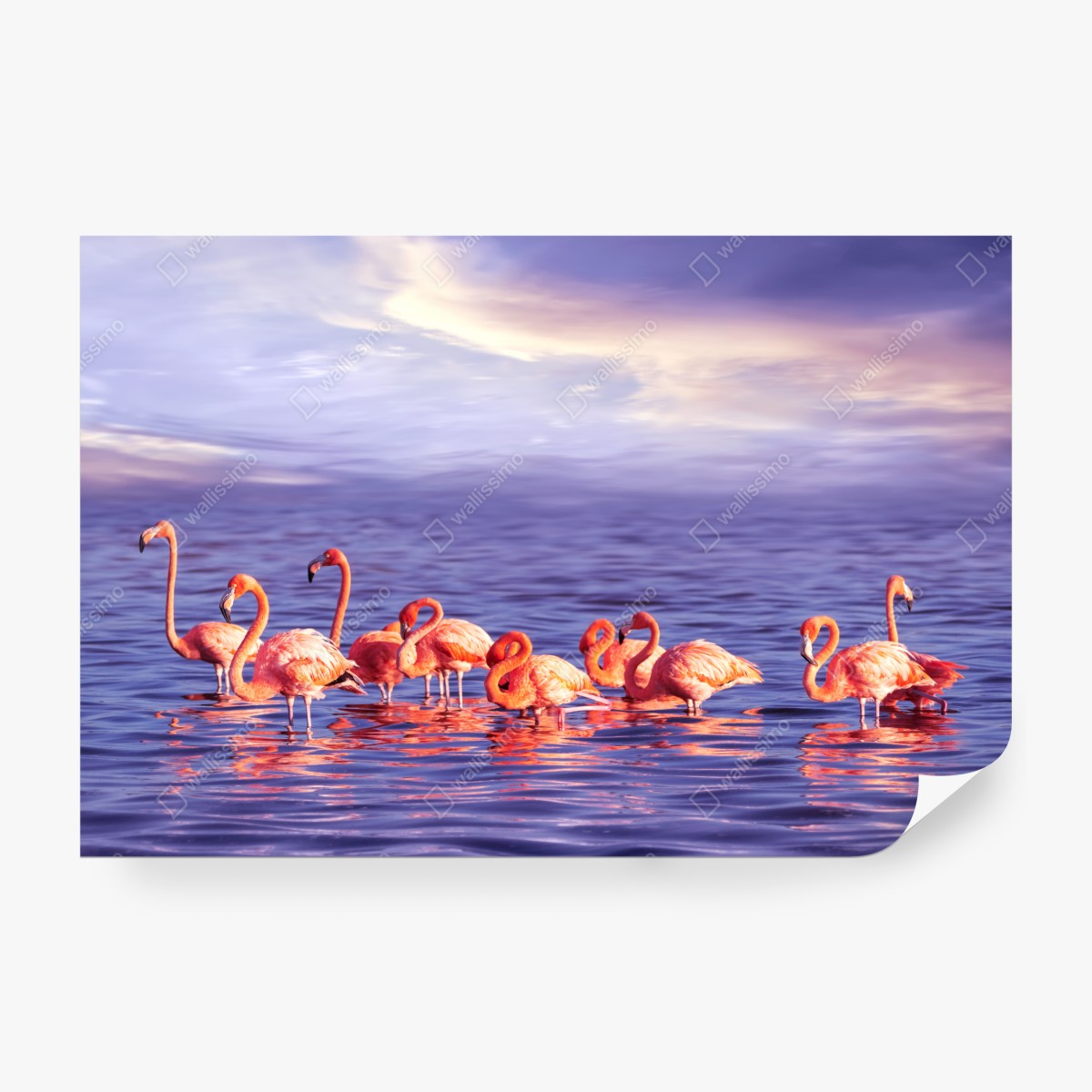 Fototapeta różowe flamingi w fioletowym zachodzie słońca – Wallissimo® Fototapeta różowe flamingi w fioletowym zachodzie słońca – Wallissimo®