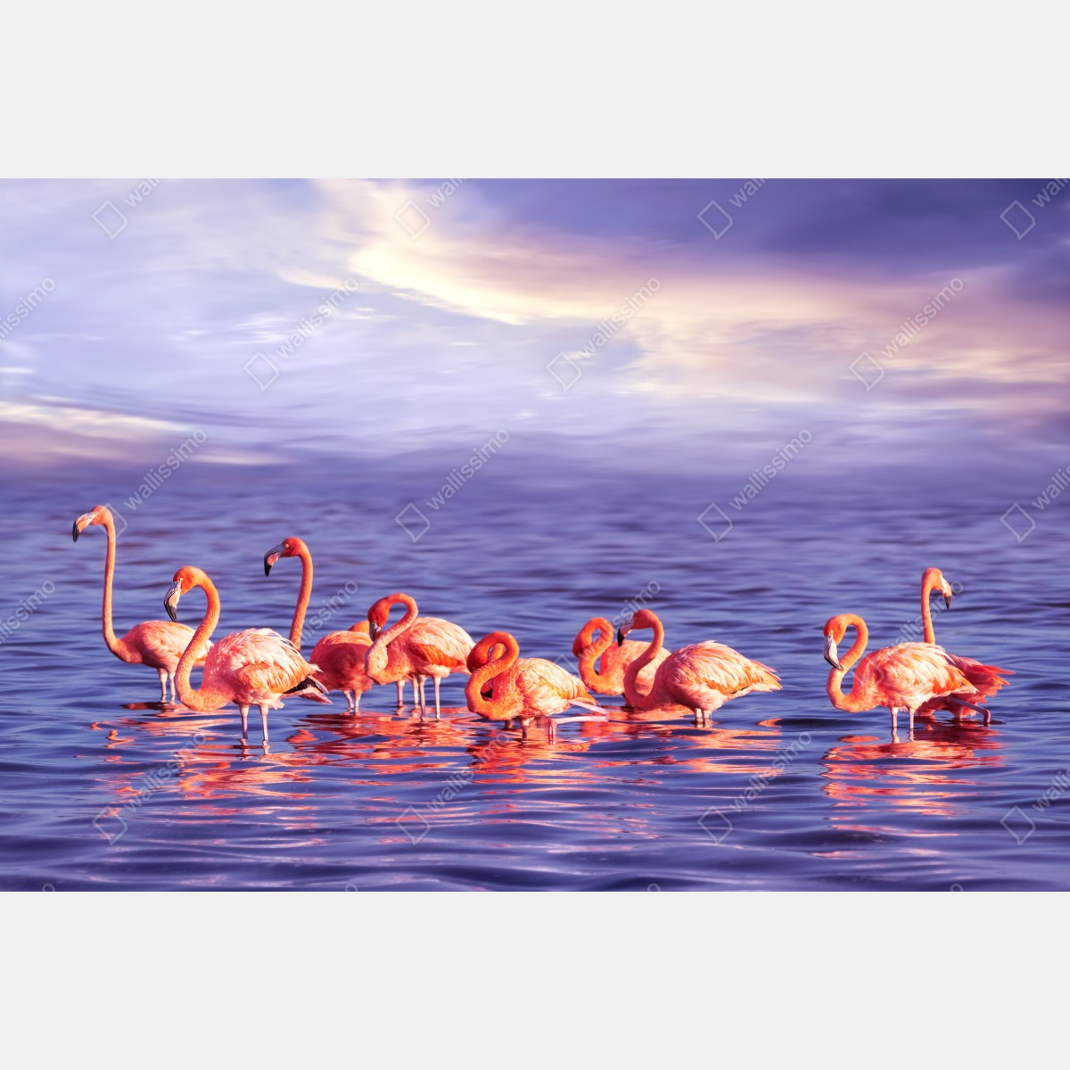 Fototapeta różowe flamingi w fioletowym zachodzie słońca – Wallissimo® Fototapeta różowe flamingi w fioletowym zachodzie słońca – Wallissimo®