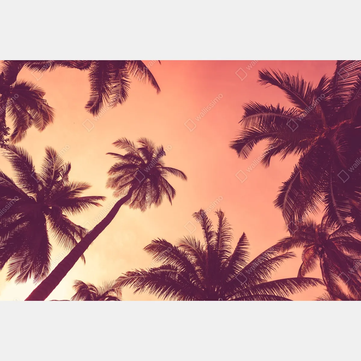 Fototapeta tropikalne palmy o zachodzie słońca – Wallissimo® Fototapeta tropikalne palmy o zachodzie słońca – Wallissimo®