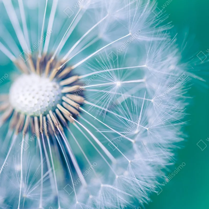 Fototapeta turkusowy dmuchawiec z bliska – Wallissimo® Fototapeta turkusowy dmuchawiec z bliska – Wallissimo®