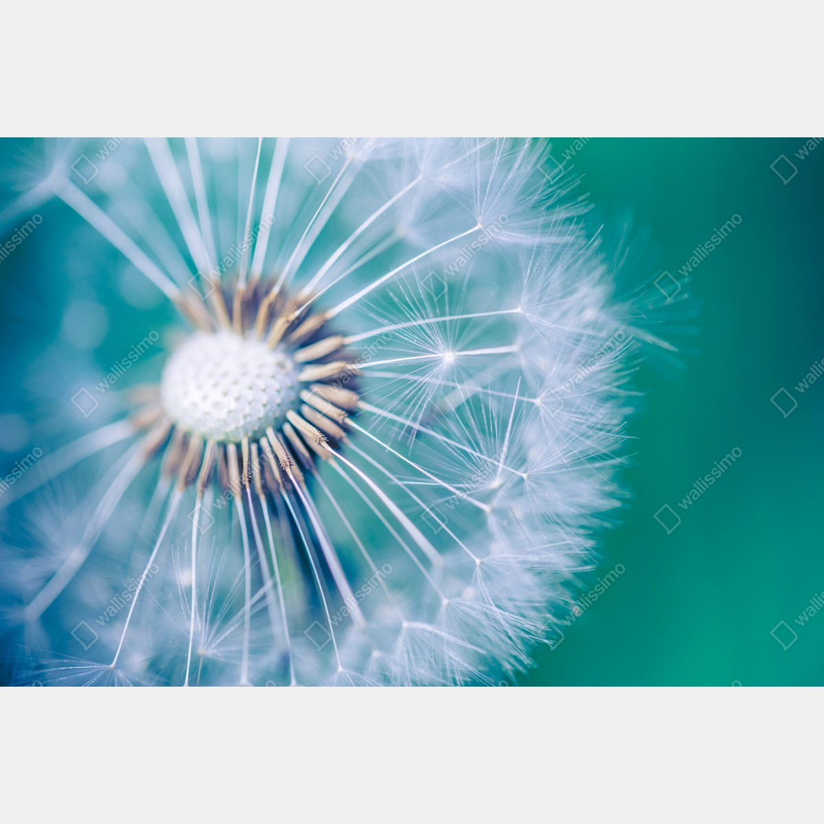 Fototapeta turkusowy dmuchawiec z bliska – Wallissimo® Fototapeta turkusowy dmuchawiec z bliska – Wallissimo®