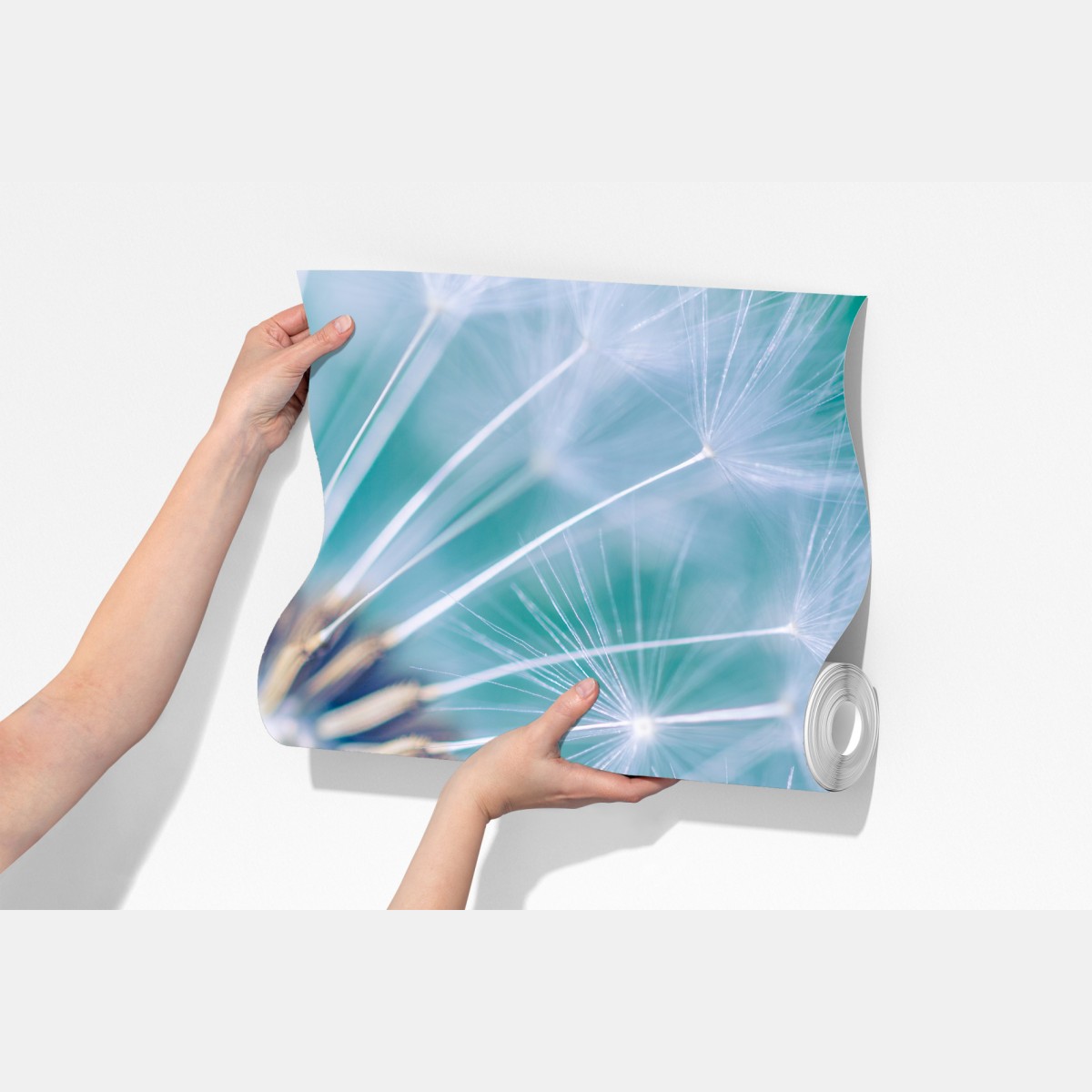 Fototapeta turkusowy dmuchawiec z bliska – Wallissimo® Fototapeta turkusowy dmuchawiec z bliska – Wallissimo®