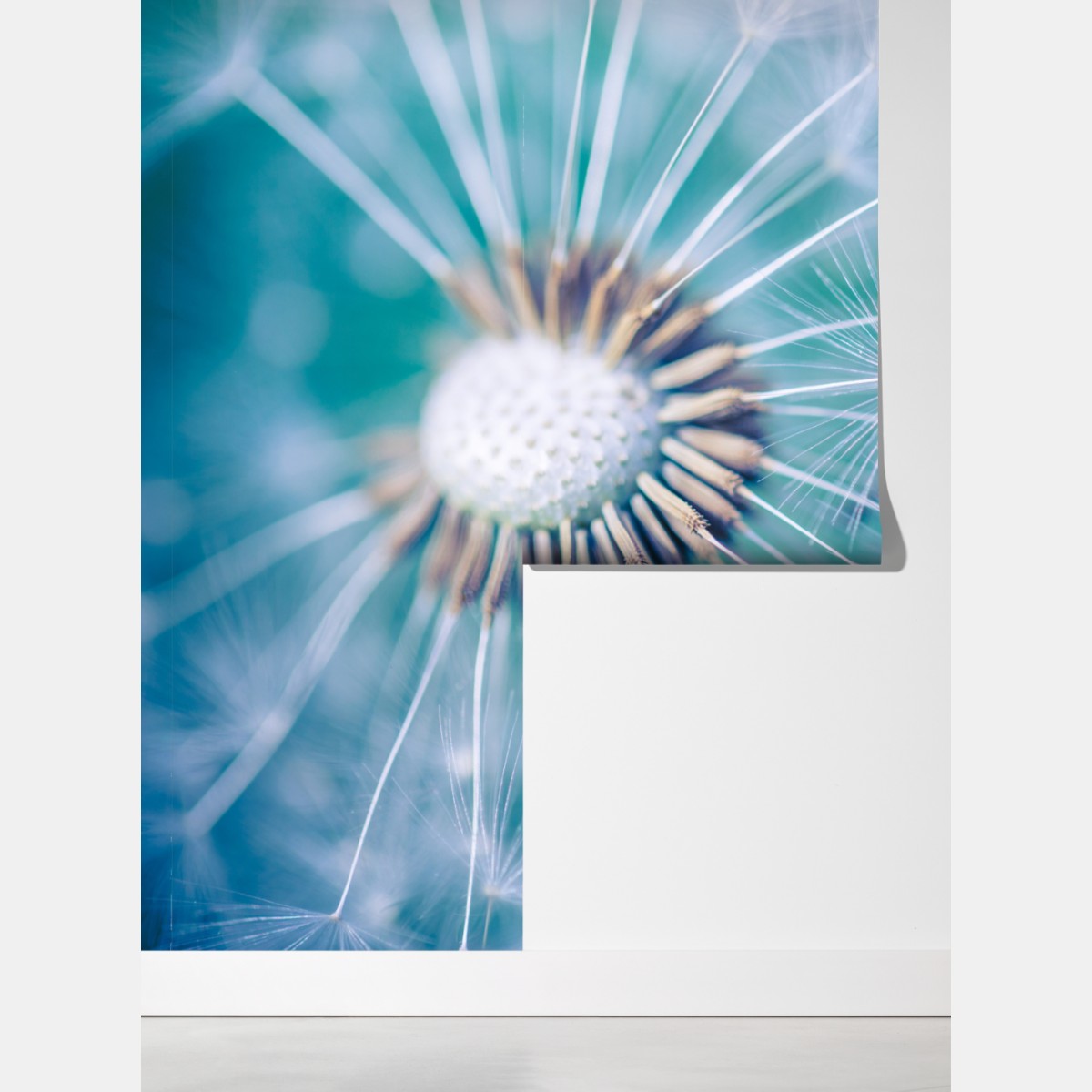 Fototapeta turkusowy dmuchawiec z bliska – Wallissimo® Fototapeta turkusowy dmuchawiec z bliska – Wallissimo®