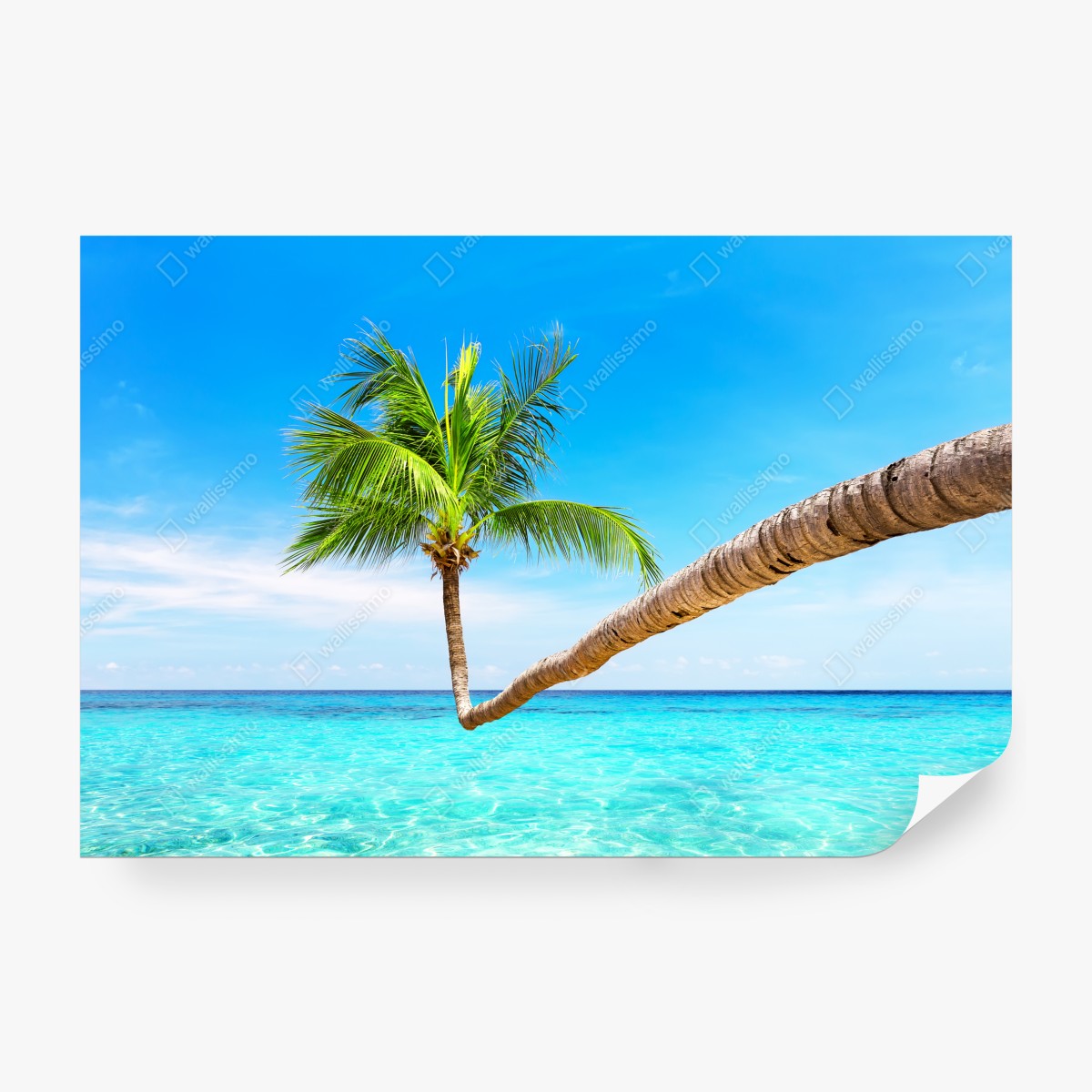 Fototapeta tropikalna palma w Punta Cana – Wallissimo® Fototapeta tropikalna palma w Punta Cana – Wallissimo®