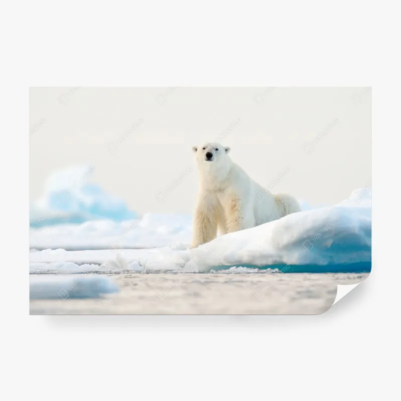 Fototapeta niedźwiedź polarny na lodzie, Svalbard