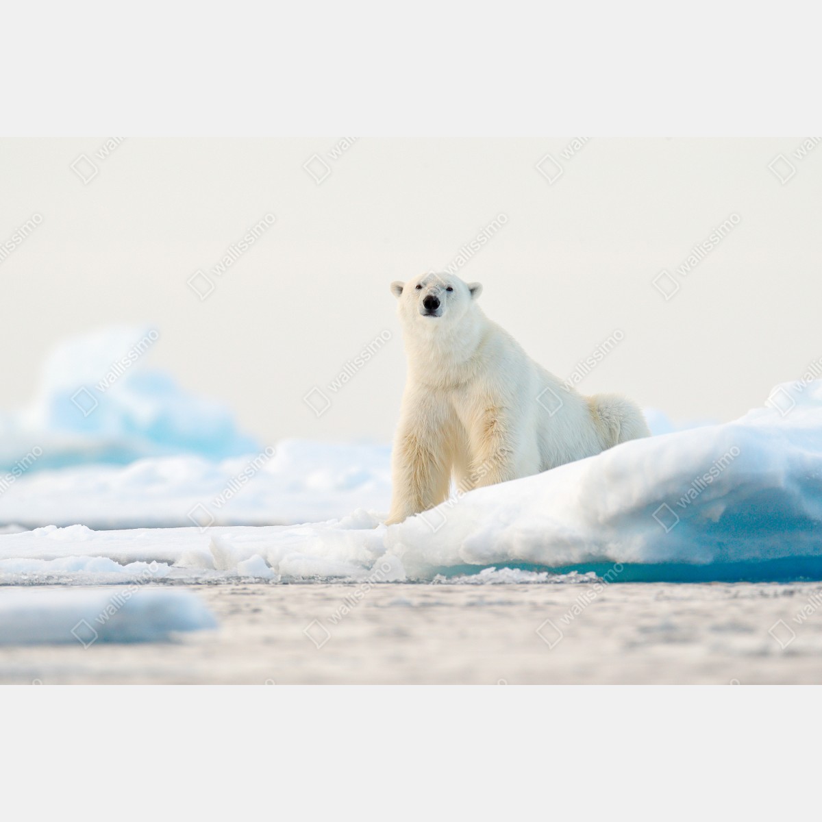 Fototapeta niedźwiedź polarny na lodzie, Svalbard – Wallissimo® Fototapeta niedźwiedź polarny na lodzie, Svalbard – Wallissimo®