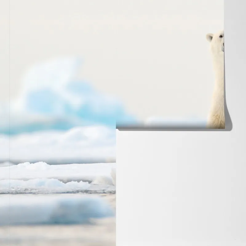 Fototapeta niedźwiedź polarny na lodzie, Svalbard – Wallissimo® Fototapeta niedźwiedź polarny na lodzie, Svalbard – Wallissimo®