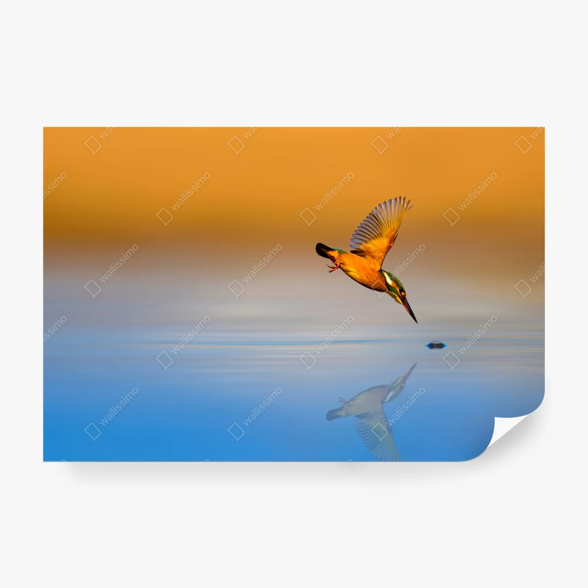 Fototapeta zimorodek nurkujący nad wodą – Wallissimo® Fototapeta zimorodek nurkujący nad wodą – Wallissimo®