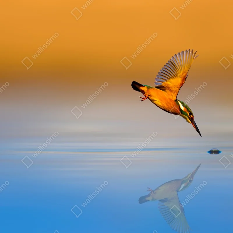 Fototapeta zimorodek nurkujący nad wodą – Wallissimo® Fototapeta zimorodek nurkujący nad wodą – Wallissimo®